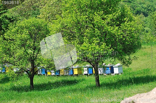 Image of bee home at meadow