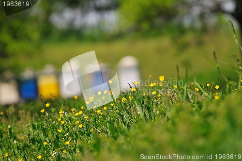 Image of bee home at meadow