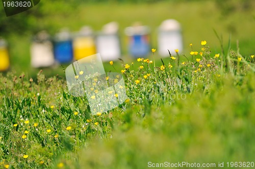 Image of bee home at meadow