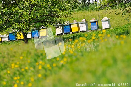 Image of bee home at meadow