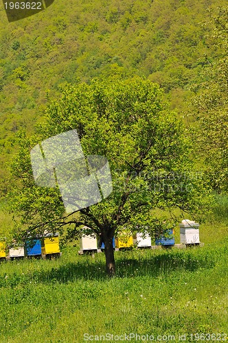 Image of bee home at meadow