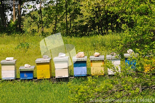 Image of bee home at meadow