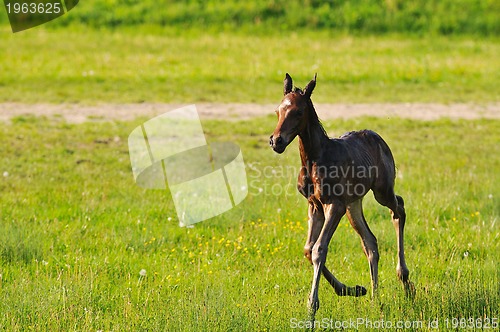 Image of baby horse