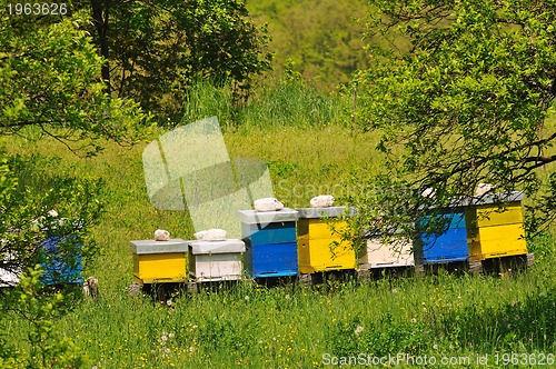 Image of bee home at meadow