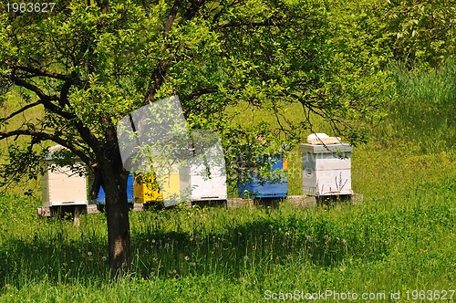 Image of bee home at meadow