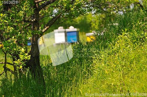 Image of bee home at meadow