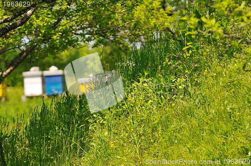 Image of bee home at meadow