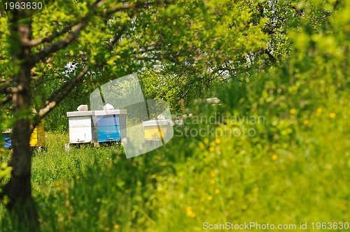 Image of bee home at meadow