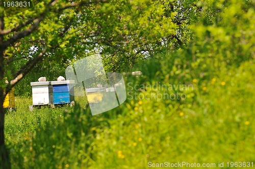 Image of bee home at meadow