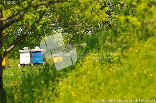 Image of bee home at meadow