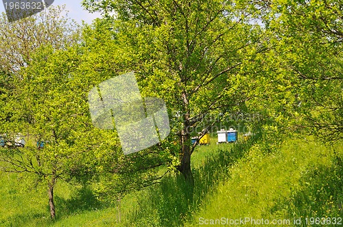 Image of bee home at meadow