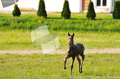 Image of baby horse