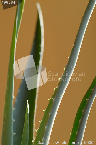 Image of aloe