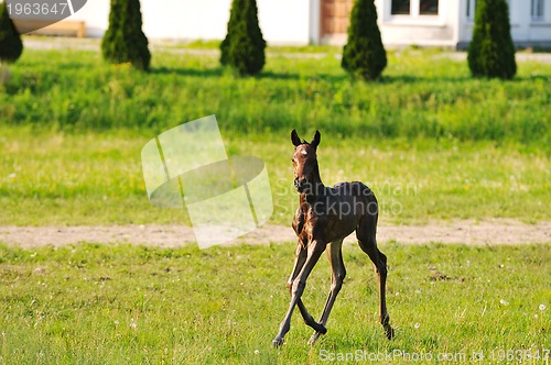 Image of baby horse