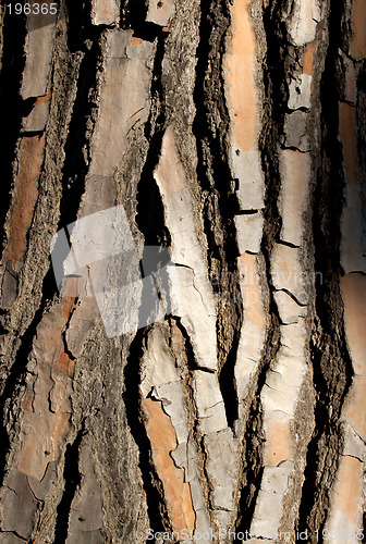 Image of bark one V