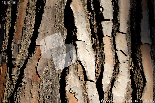 Image of bark two H