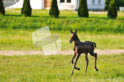 Image of baby horse