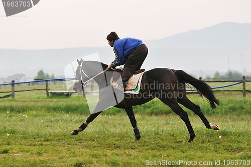 Image of horse nature