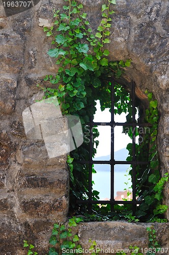 Image of window old plant