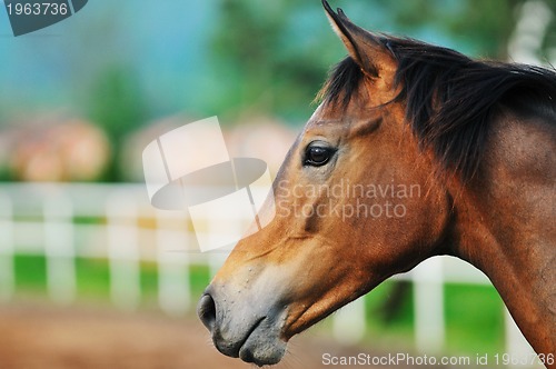 Image of horse nature