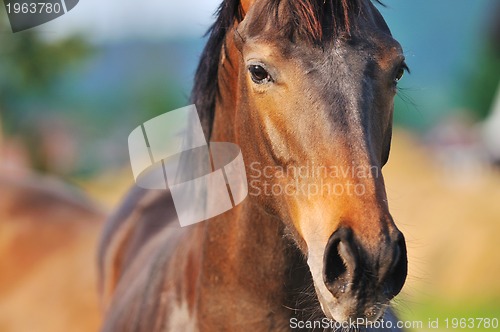 Image of horse nature