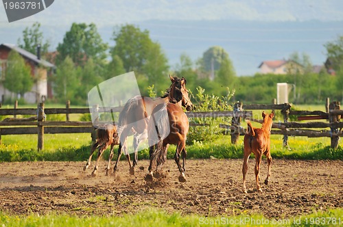 Image of horse nature