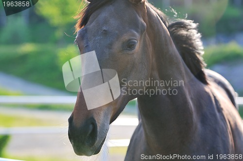 Image of horse nature