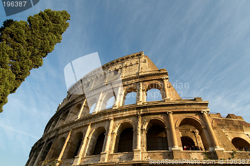 Image of colosseum and cypress