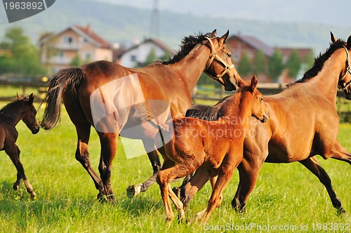 Image of horse nature