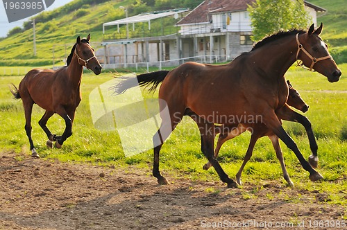 Image of horse nature