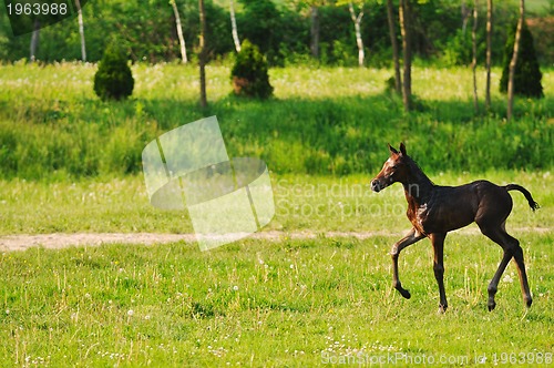 Image of baby horse