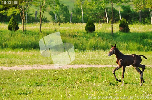 Image of baby horse