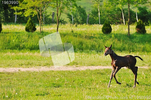 Image of baby horse