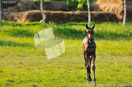 Image of baby horse