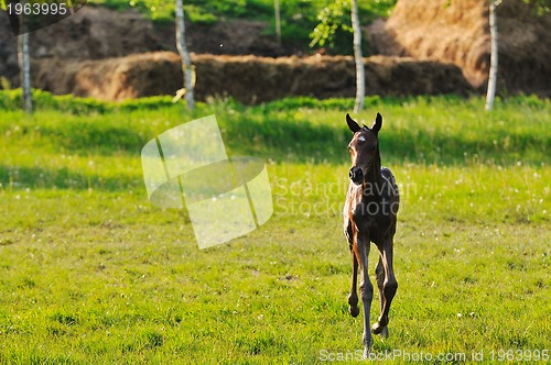 Image of baby horse