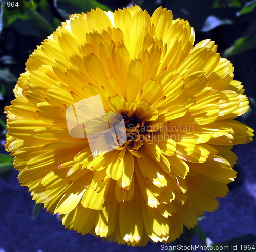 Image of Yellow flower