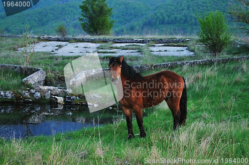 Image of horse nature