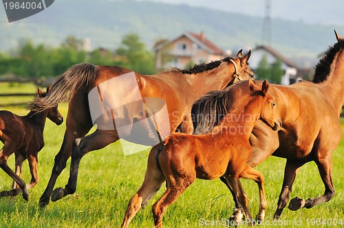 Image of horse nature