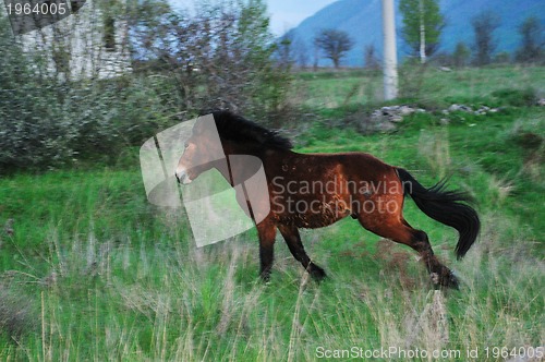 Image of horse nature