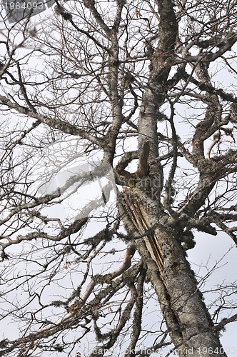 Image of winter tree