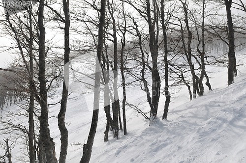 Image of winter landscape