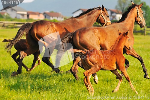 Image of horse nature