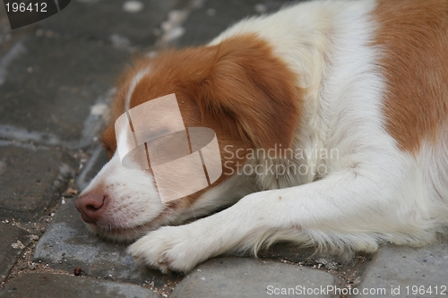 Image of Sleeping dog