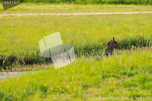 Image of baby horse