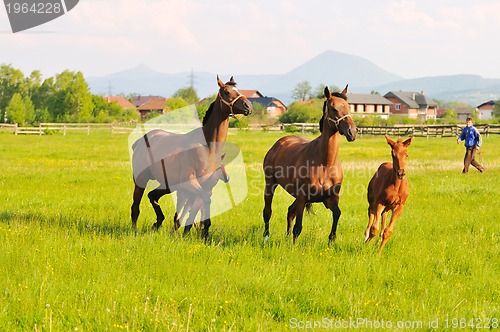 Image of horse nature