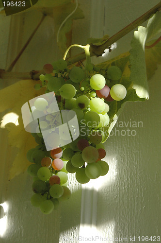 Image of Grapes