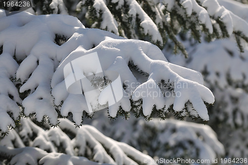 Image of snow on tree at beautiful winter season day