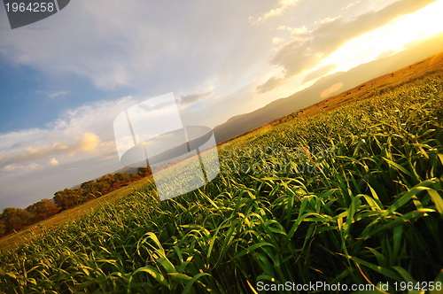 Image of beautiful sunset in nature