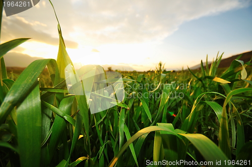 Image of beautiful sunset in nature