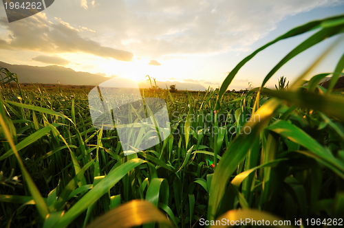 Image of beautiful sunset in nature